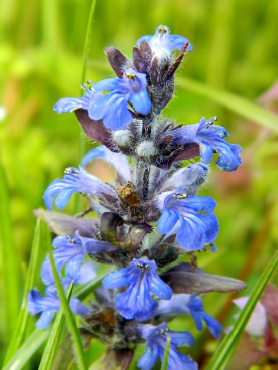 fioriture...di primavera